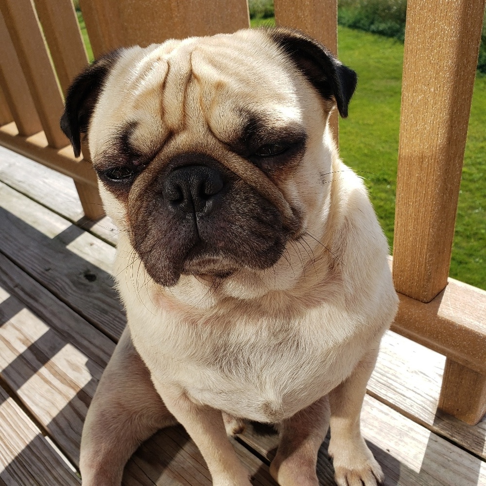 Meet your Posher, Douglas